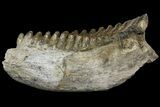Fossil Stegodon Mandible with Molar - Indonesia #156723-3